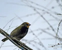 Tiaris olivaceus