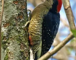 Melanerpes pucherani