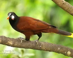 Psarocolius montezuma