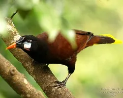 Psarocolius montezuma