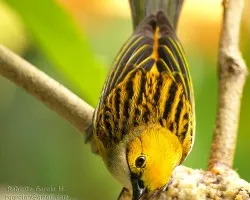 Tangara icterocephala