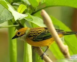 Tangara icterocephala