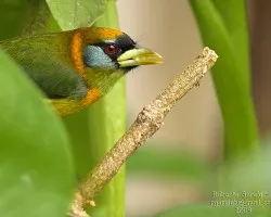 Eubucco bourcierii