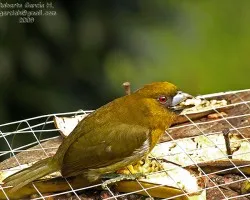 Semnornis frantzii