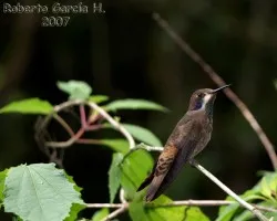 Brown Violet Ear