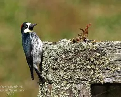 Melanerpes formicivorus
