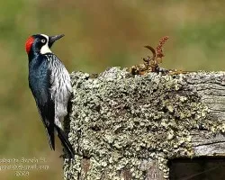Melanerpes formicivorus