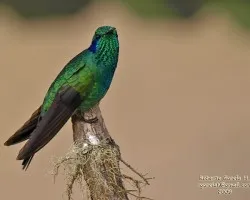 Colibri thalassinus