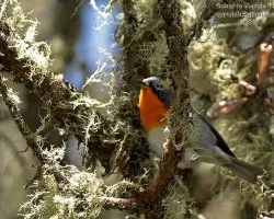 Parula gutturalis