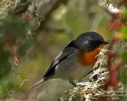 Parula gutturalis