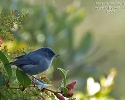 Diglossa plumbea