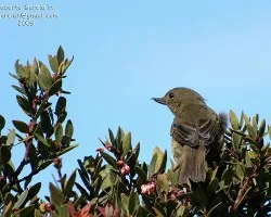 Diglossa plumbea
