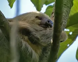 Bradypus variegatus