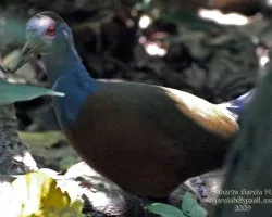 Aramides cajanea