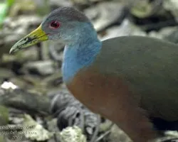 Aramides cajanea