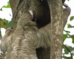 Bradypus variegatus