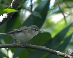 Pajarillo
