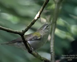 Pajarillo