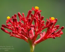 Jathropa multifida