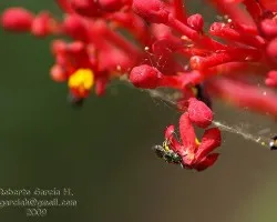 Jathropa multifida