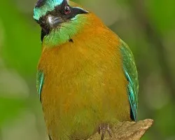 Momotus momota