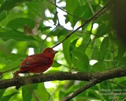 Piranga rubra