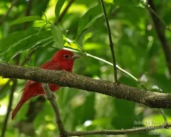Piranga rubra