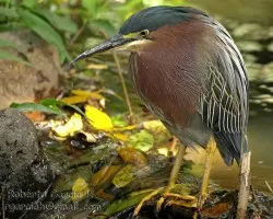 Butorides virescens