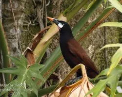 Psarocolius montezuma