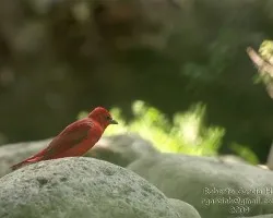 Piranga rubra