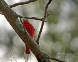 Piranga rubra