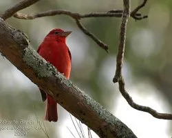 Piranga rubra