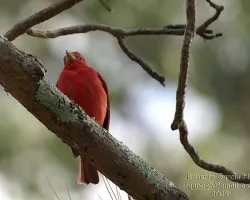 Piranga rubra