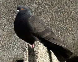 Columba livia