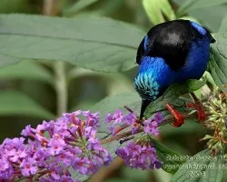 Cyanerpes cyaneus