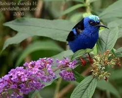 Cyanerpes cyaneus