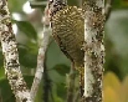 Colaptes rubiginosus