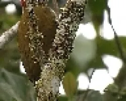 Colaptes rubiginosus