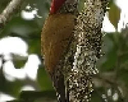 Colaptes rubiginosus