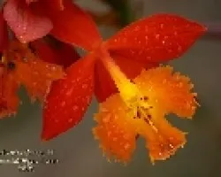 Torito