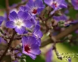 Florecillas moradas