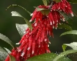Flores Rojas