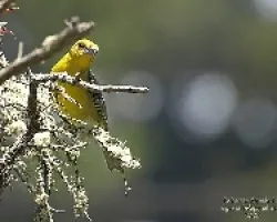 Piranga bidentata hembra