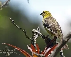 Piranga bidentata hembra