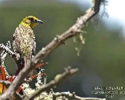 Piranga bidentata hembra