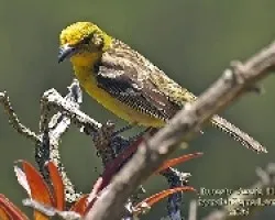 Piranga bidentata hembra