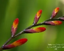 Multicolores