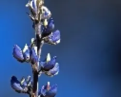 Azules