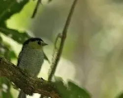 desconocida