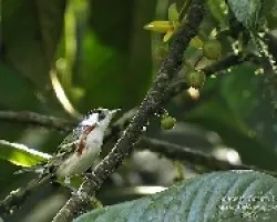 Dendroica pensylvanica